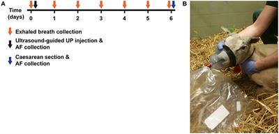 Screening of Chorioamnionitis Using Volatile <mark class="highlighted">Organic Compound</mark> Detection in Exhaled Breath: A Pre-clinical Proof of Concept Study
